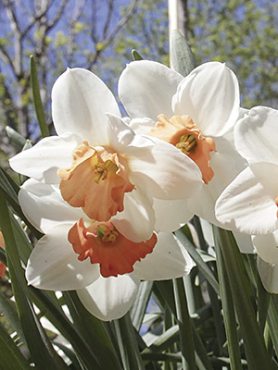 Нарциссы Крупнокорончатые Cool Flame 10/12 (3 шт)