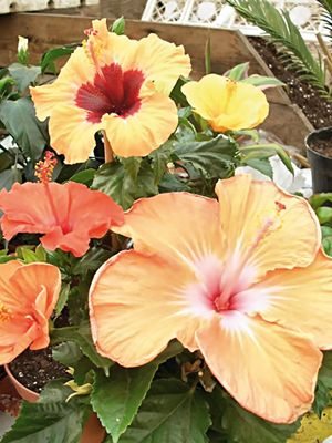 Гібіскус китайський Fiori Grande, суміш (3 шт)