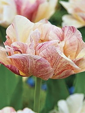 Тюльпаны Махровые ранние Silk Road 11/12 (100 шт)