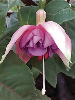 Фуксия гибридная Jollies La Grande Provence (3 шт) - 1