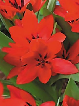 Тюльпаны ботанические превосходные Van Tubergen's Variety 8/9 (100 шт)