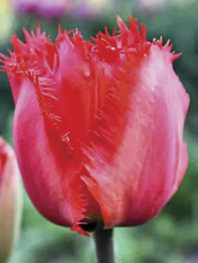 Тюльпаны Бахромчатые Crystal Beauty 12/+ (100 шт)