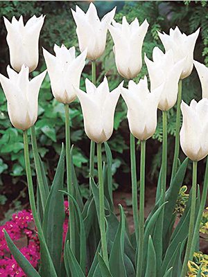 Тюльпаны Лилиецветные White Triumpfator 10/11 (3 шт) - 1