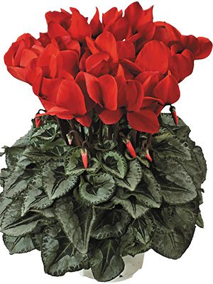 Цикламен Halios Decora Rouge F1 (1 шт)