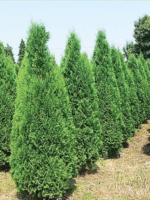 Туя западная Columna (1 шт)