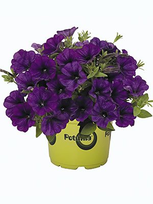 Петуния гибридная Potunia Piccola Cobalt Blue (Р12) (1 шт) - 1