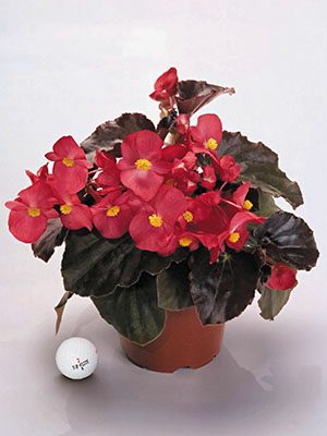 Бегония гибридная Big Red Bronze (3 шт)