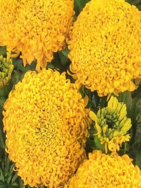 Бархатцы Царские купола (5 шт)