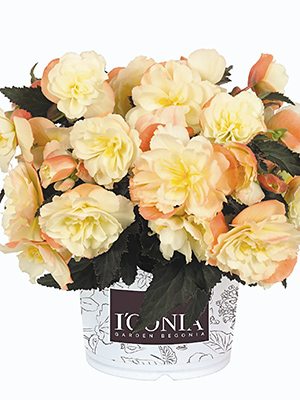 Бегония клубневая I‘CONIA Scentiment Peachy Keen (1 шт) - 1