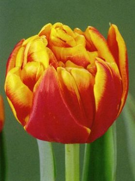 Махрові тюльпани ранні Cilesta 1011 (100 шт)