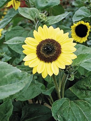Подсолнечник однолетний Sunrich Lemon F1 (10 шт)