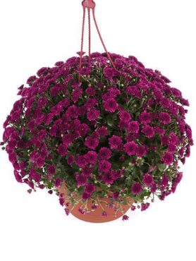 Хризантема дрібноквіткова ампельна Skyfall Purple (9 шт)