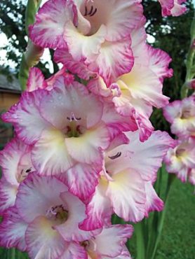 Гладіолус садовий Priscilla 12/14 (5 шт)