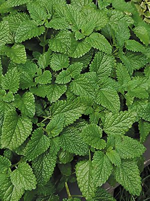 Меліса лікарська Lemon Balm (1 шт) - 1