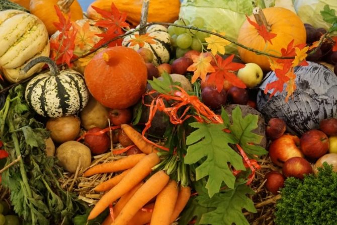 Як отримати гарний урожай овочів: поради від досвідчених городників
