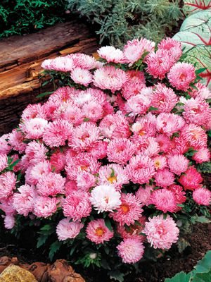 Астра китайская Карликовая Contraster Pink, белая с розовым (0,2 г)