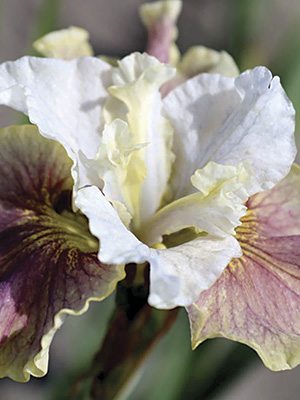 Півники сибірські Peacock Butterfly Wynne Magnolia (1 шт) - 1
