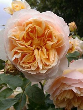 Троянда витка Ginger Syllabub (1 шт)
