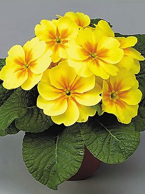 Примула Bonneli Yellow org Eye F1 (3 шт)