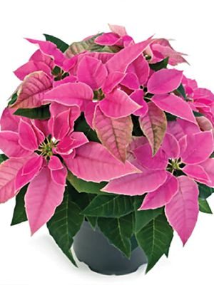 Зірка різдвяна Princettia Hot Pink