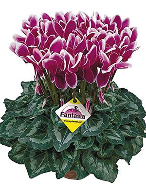 Цикламен крупноцветковый Halios Fantasia Violet Fonce F1(осень) (1 шт)