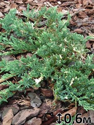 Можжевельник горизонтальный Andorra Variegata (1 шт)