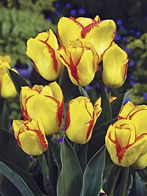 Тюльпаны Триумф Outbreak 12/+ (500 шт) - 1