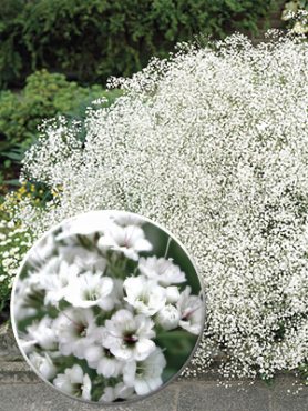 Гипсофила метельчатая Snowflake (3 шт)