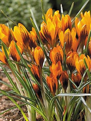 Крокус Балансы Orange Monarch 5/+ (20 шт) - 1