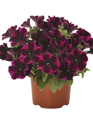 Петунія напівзвисаюча Sweetunia Johnny Flame - 1