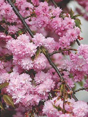 Вишня японская (сакура) Kiku Shidare Zakura (1 шт)