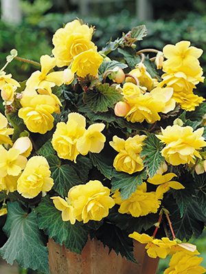 Бегонія зимоцвіта Solenia Yellow (1 шт) - 1
