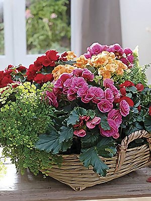 Бегонія красивоцветущая, суміш (3шт)