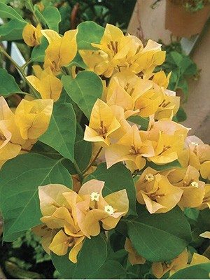 Бугенвиллея Vera Yellow (1 шт) осень