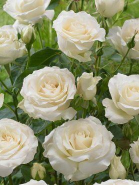 Троянда чайно-гібридна White Symphony (1 шт)