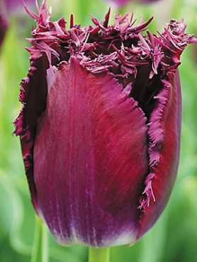 Тюльпани Бахромчаті Purple Кришталева 1112 (20 шт)
