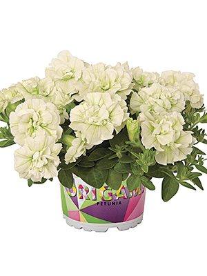Петуния Origami White (3 шт) - 1