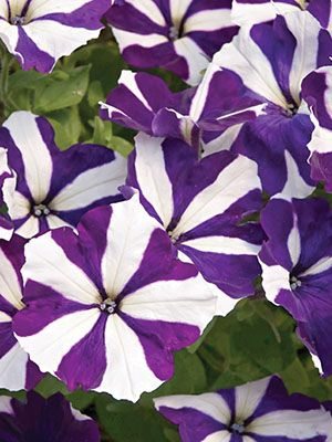 Петуния полуампельная Designer Blue Star (1 шт)