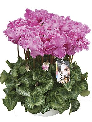 Цикламен Rocolina Lilac F1