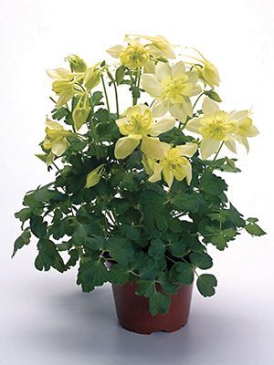 Водосбор гибридный Spring Magic Yellow (1 шт) - 1