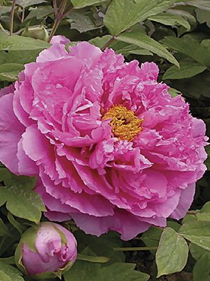 Пион древовидный Pink Water-lily (1 шт) - 1