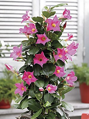 Дипладения Bloom Bells Pink (1 шт) осень - 1