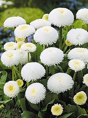 Стокротки звичайні Pomponette White (0,05 г) - 1