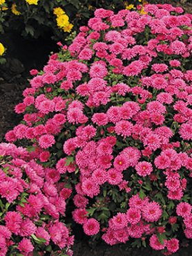 Хризантема мелкоцветковая низкорослая Branroyal Pink (3 шт)
