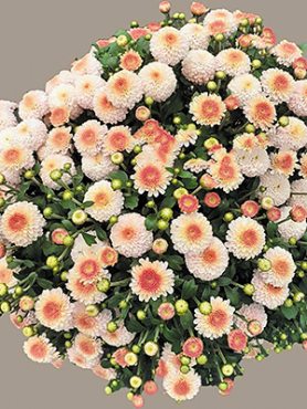 Хризантема мелкоцветковая низкорослая Brannobless Bluch Pink (3 шт)