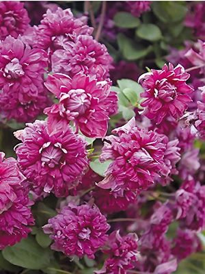 Клематис фиолетовый Purpurea Plena Elegans (1 шт) - 1