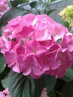 Гортензия крупнолистная Bouquet Rose (1 шт)