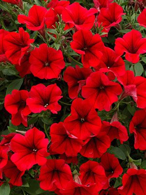 Петуния ампельная Surfinia Compact Dark Red (6 шт)