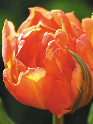 Тюльпани Махрові ранні Monte Orange 10&#47;11 (3 шт) - 1
