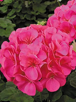 Пеларгония зональная Violet (6 шт)